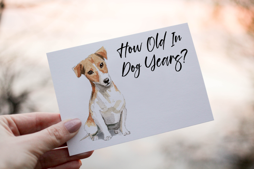 Jack Russell Dog Birthday Card, Dog Birthday Card - Click Image to Close